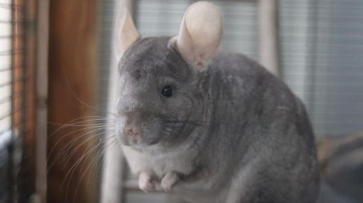 Chinchillas
