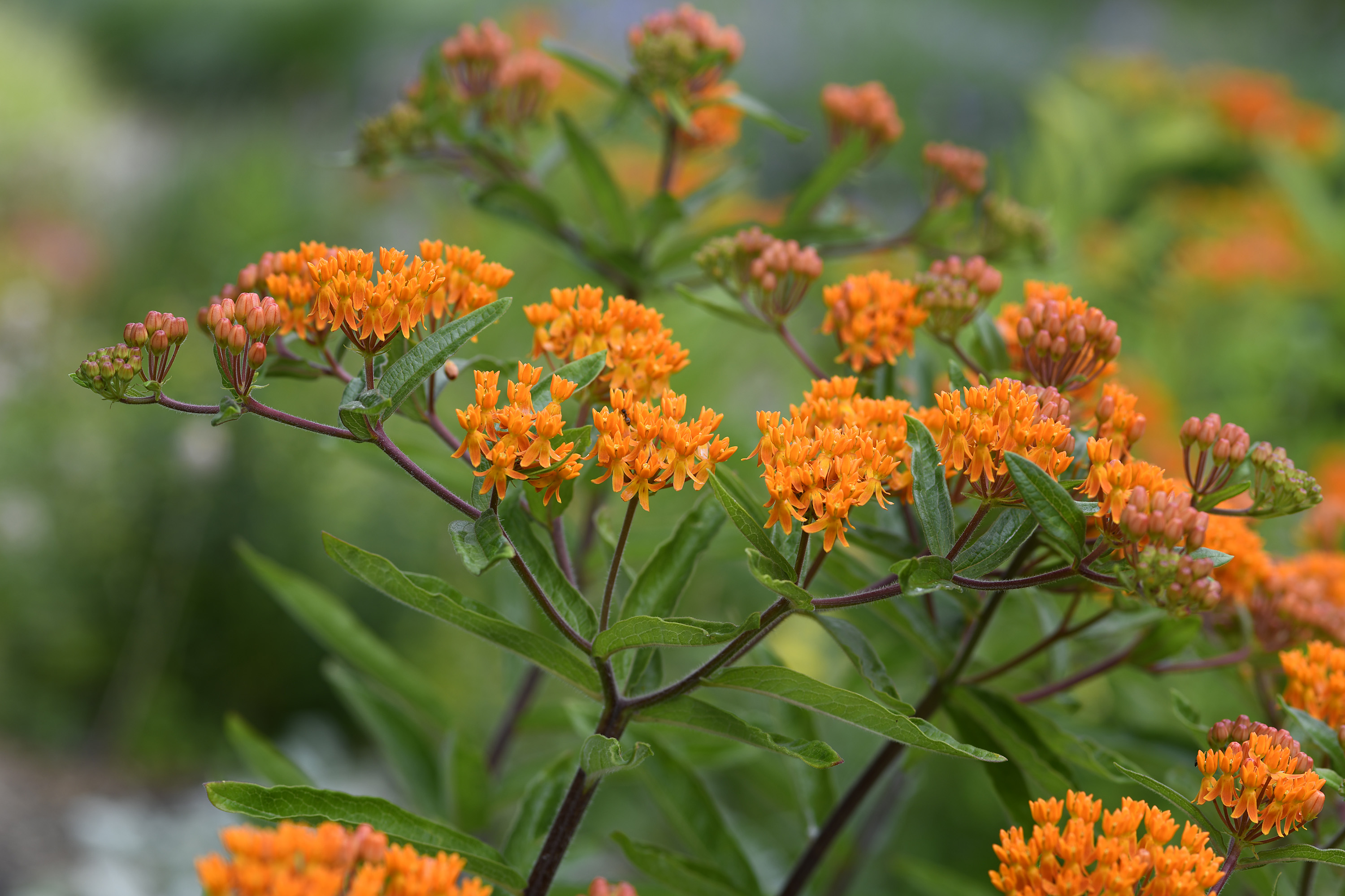 Asclepias