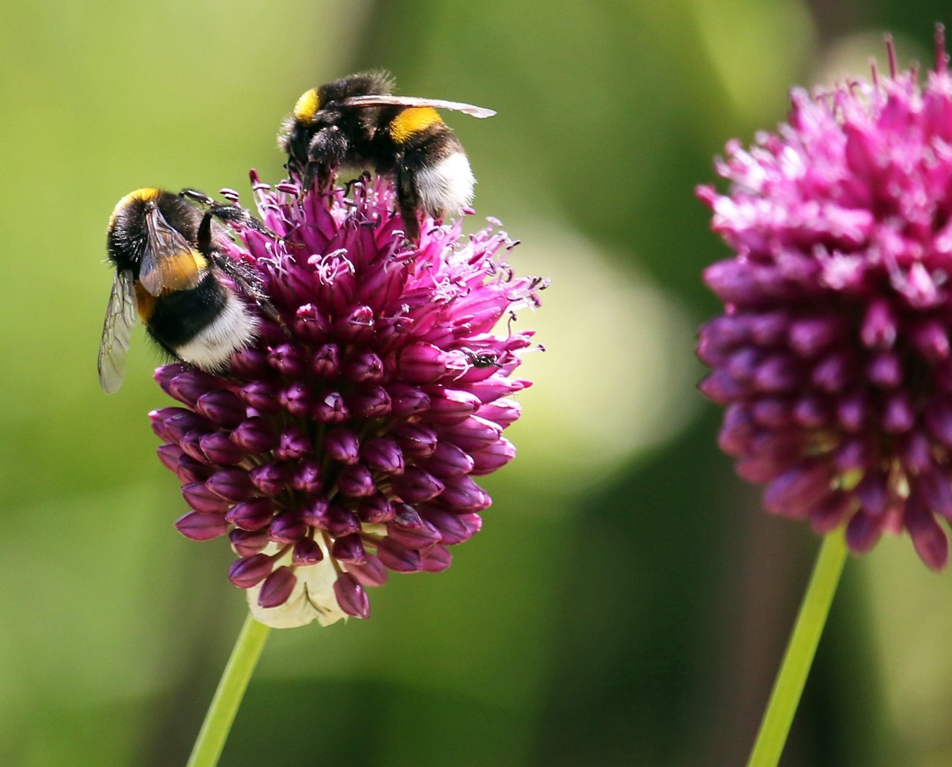 Hummeln zählen zu den Wildbienen