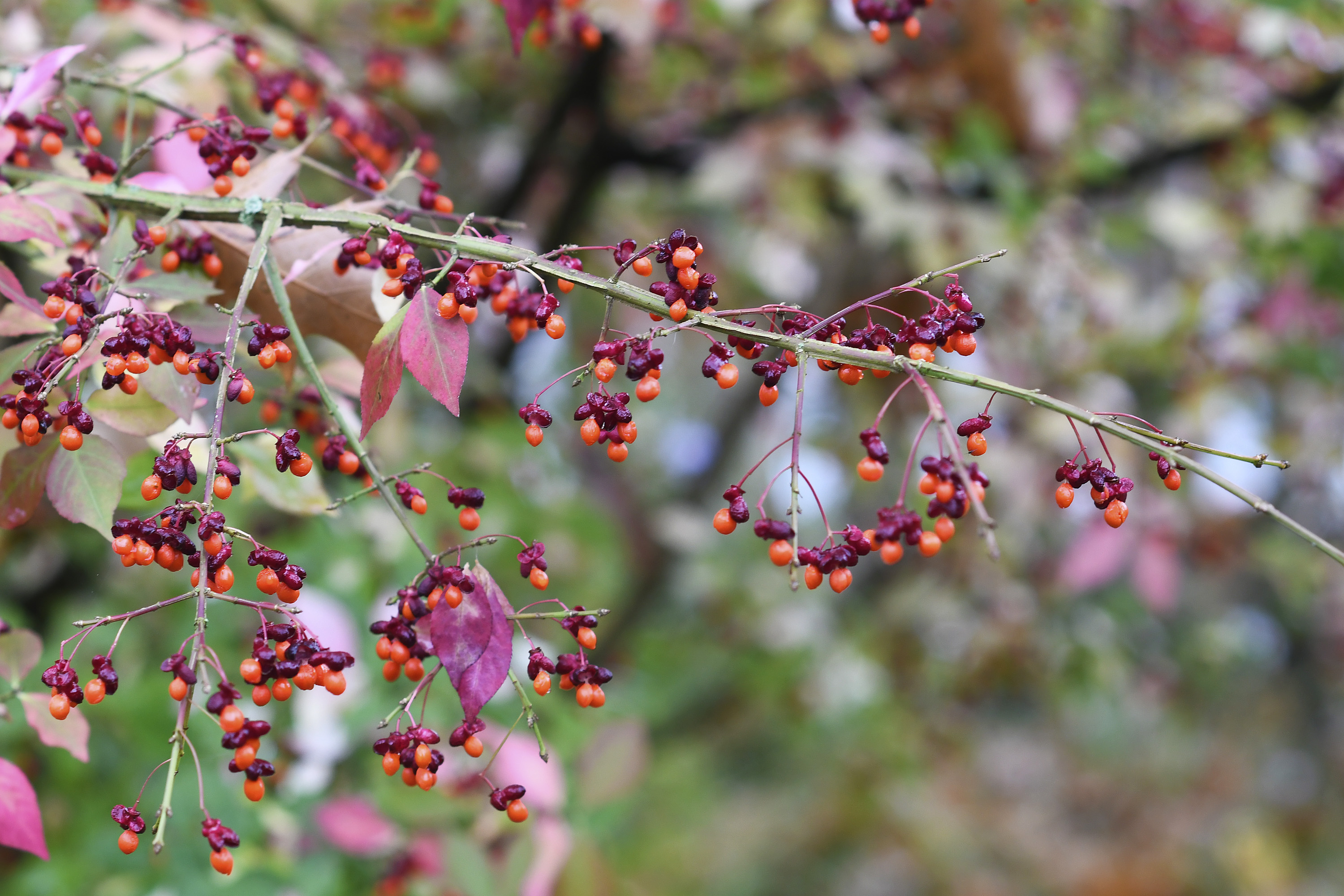 Euonymus planipes