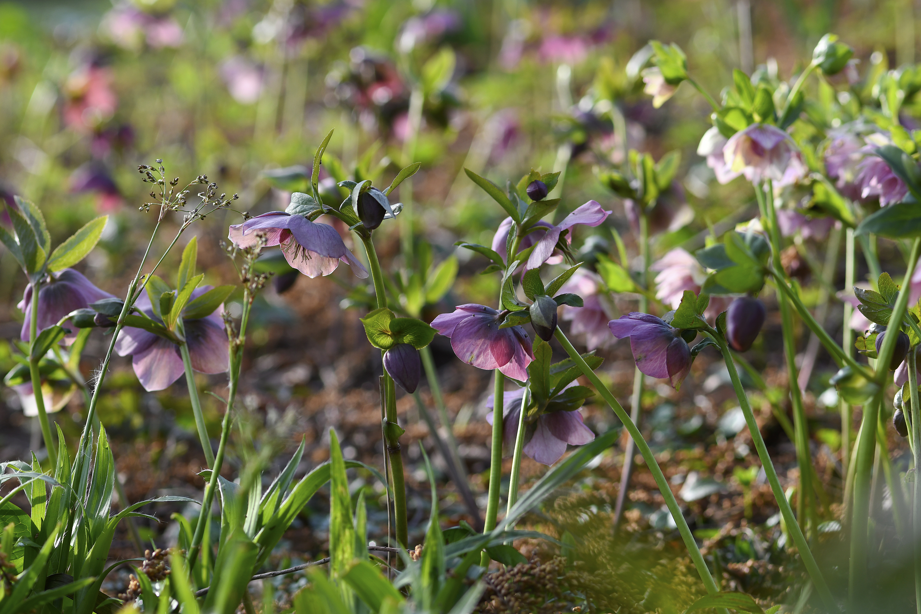 Helleborus orientalis Sämlinge auf den Beeten