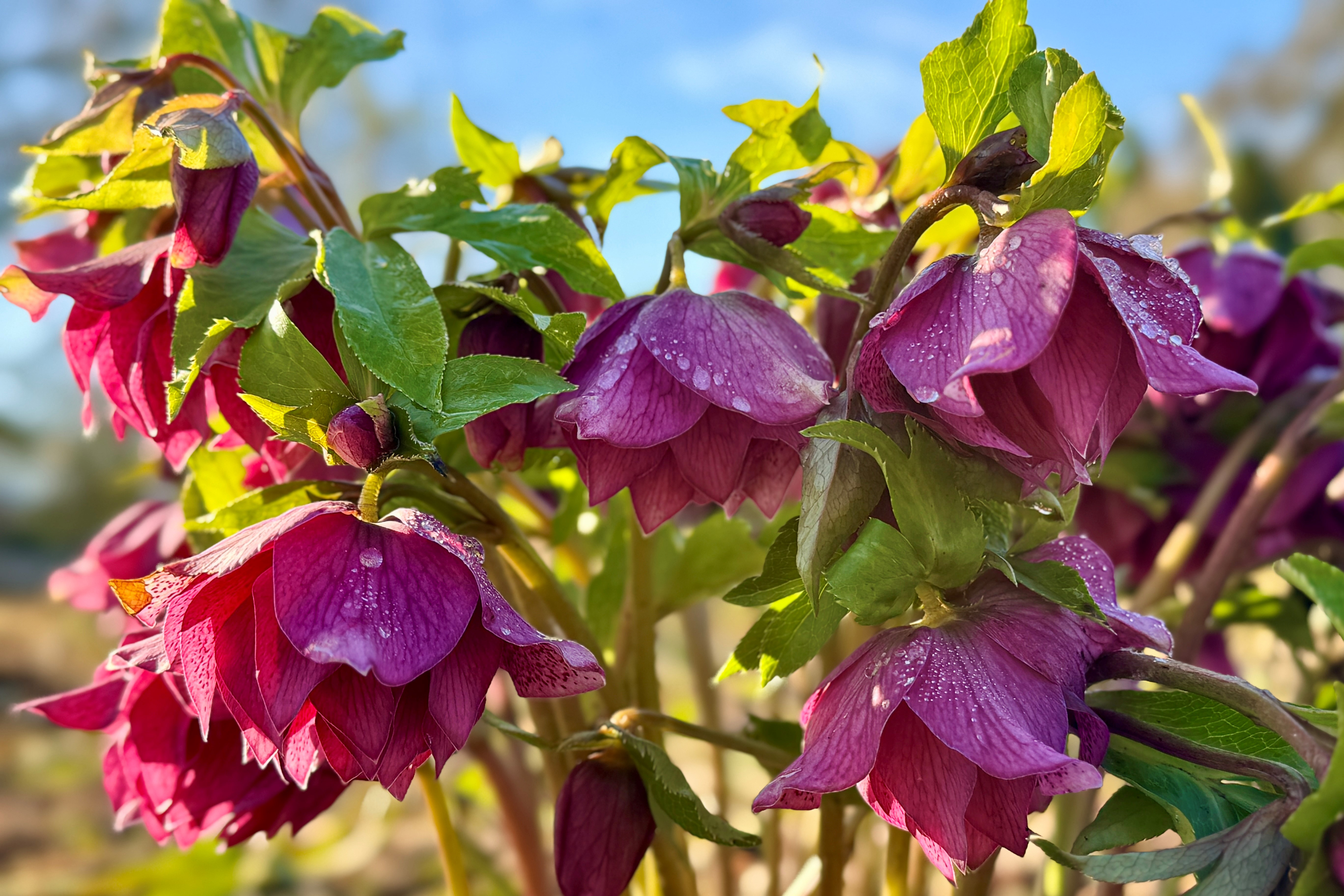 Helleborus 'Elly'