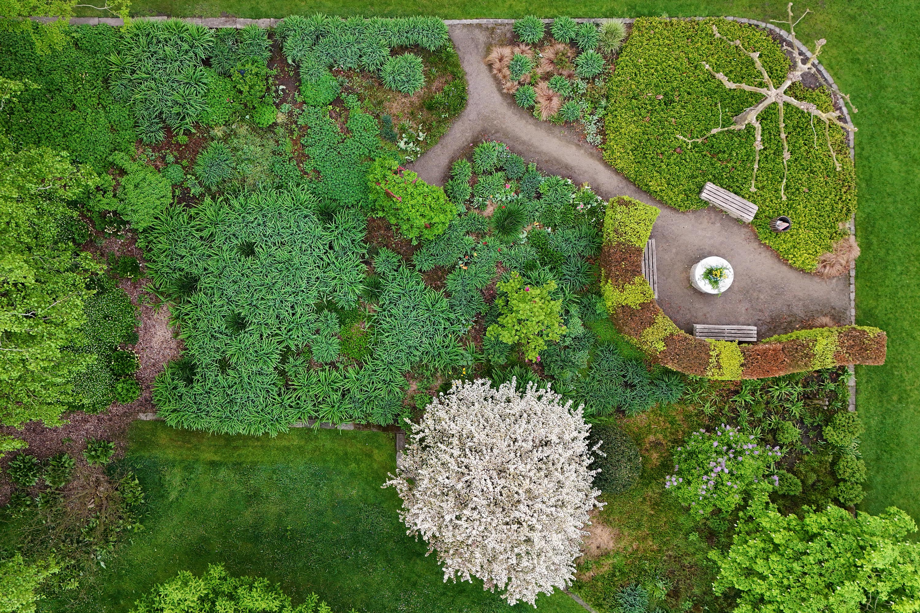 Wie ein weißer Wattebausch präsentiert sich der Zierapfel 'Tina' aus der Vogelperspektive