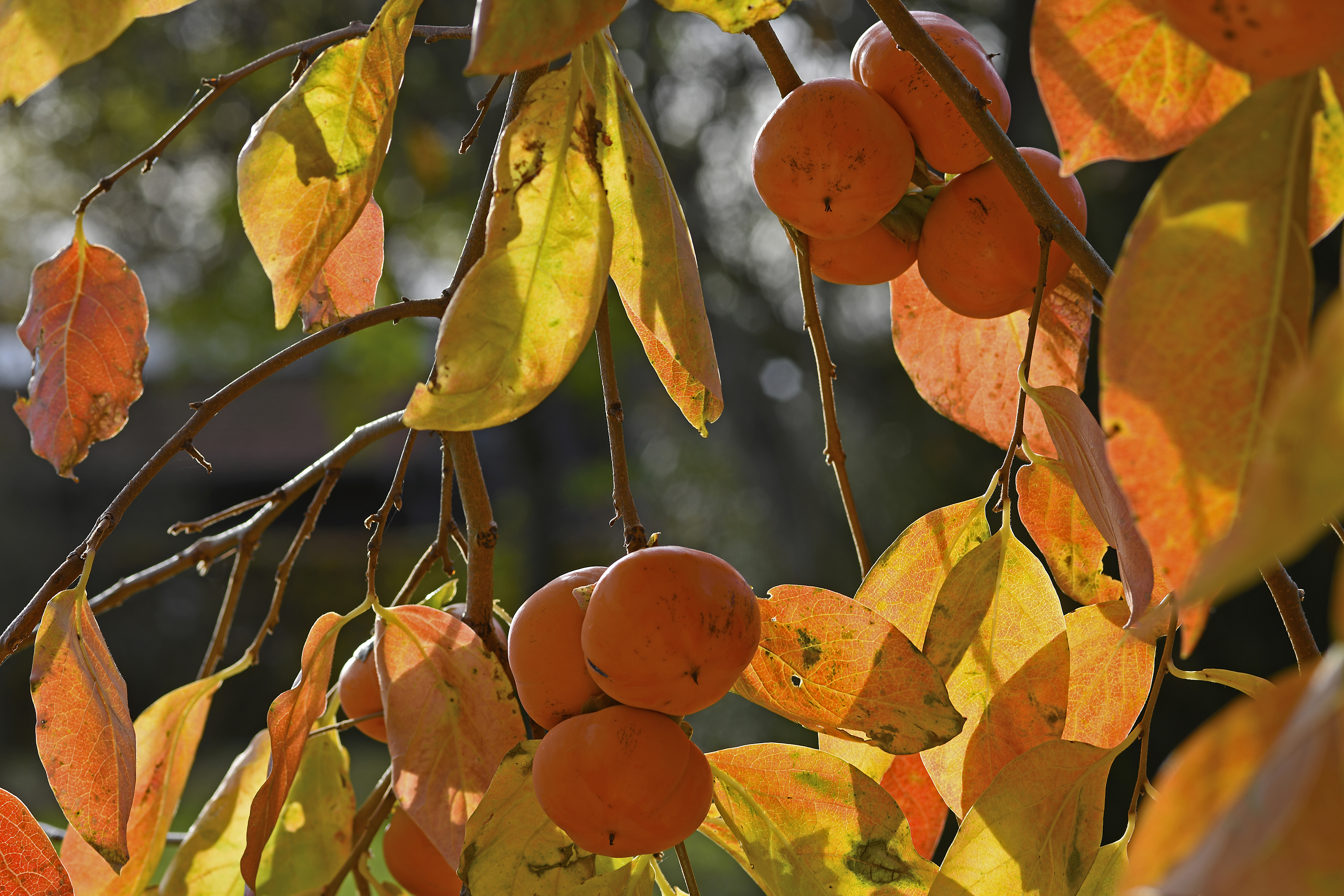 Im Hofladen gibt es frische Kakis zu kaufen