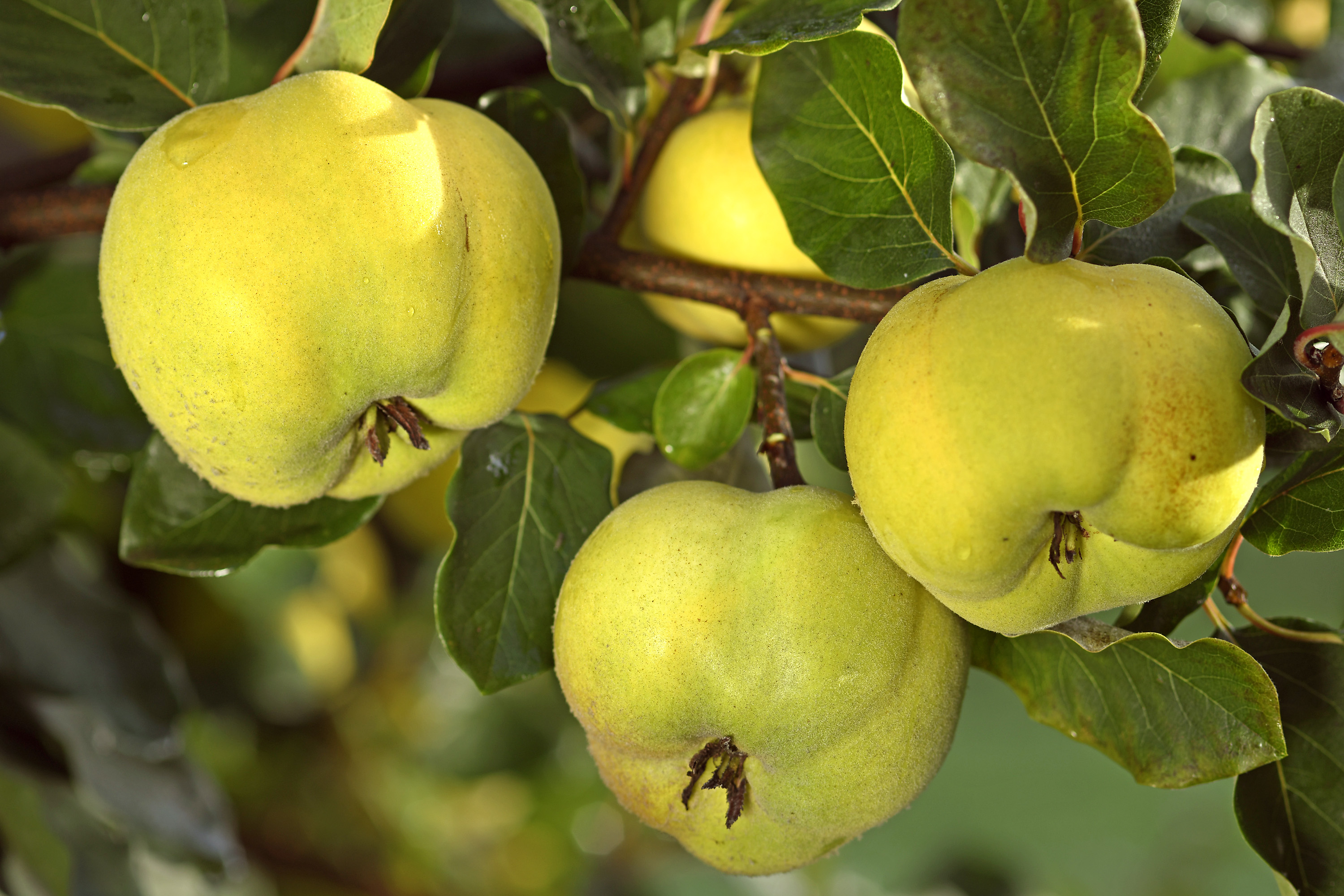Konstantinopeler Apfelquitte