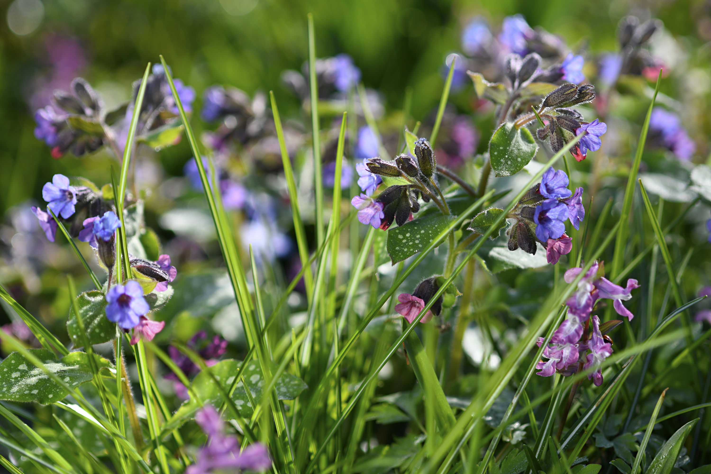 Lungenkraut und Lerchensporn