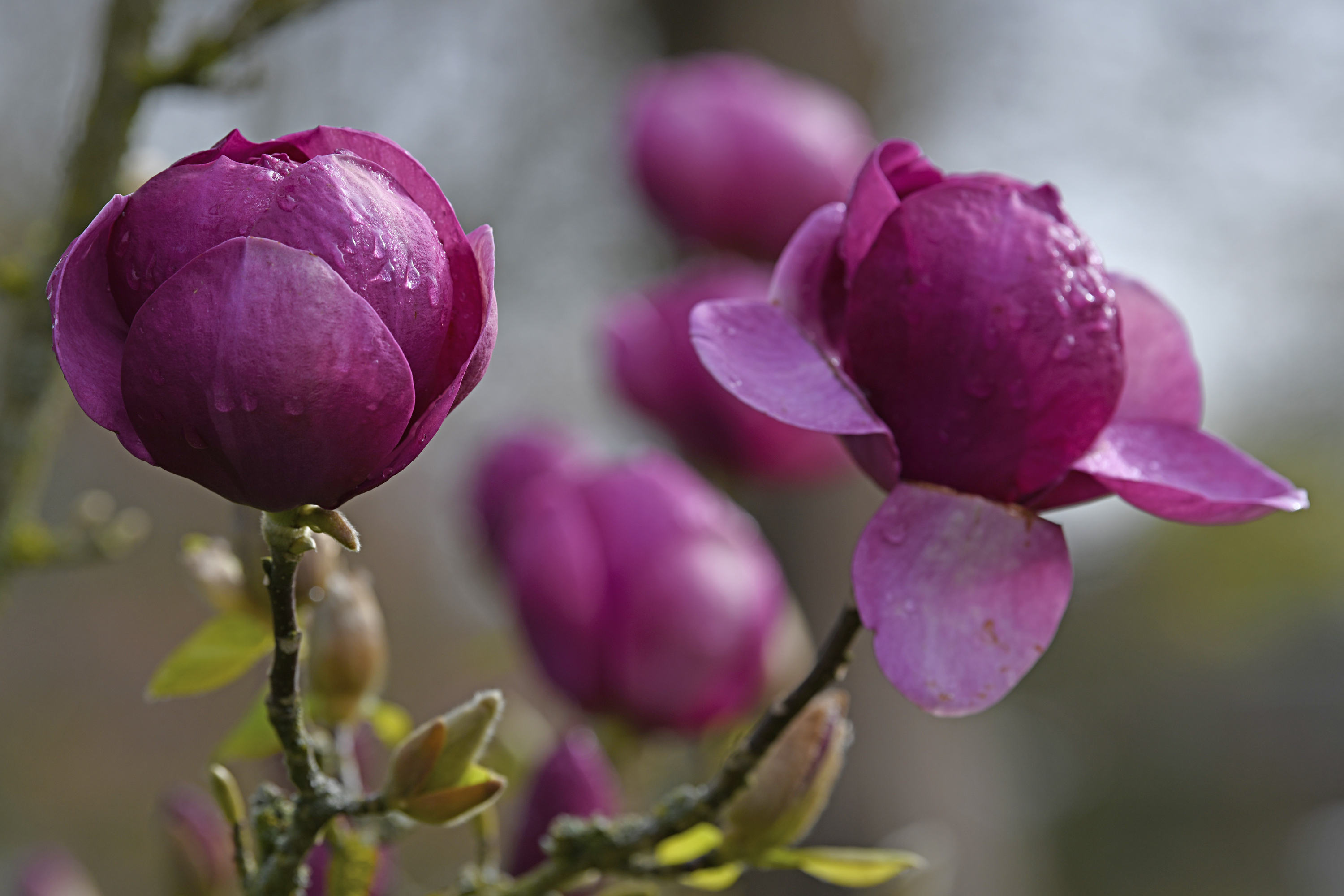 Magnolie 'Black Tulip'