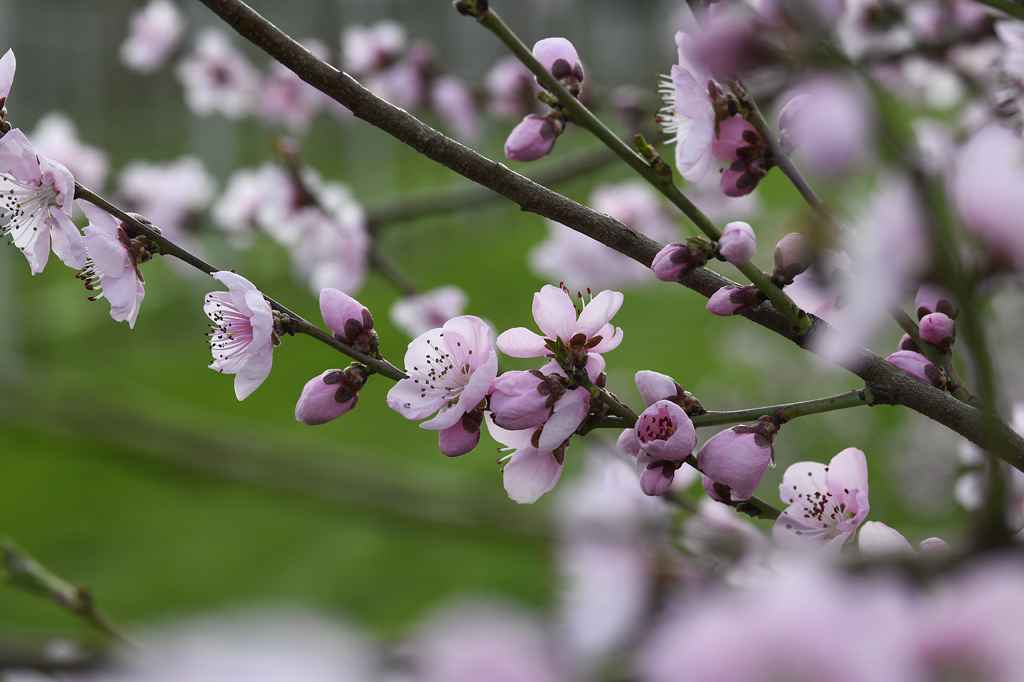 Im zarten Rosa blühen die Pfirsiche und laden zahlreiche Bienen ein