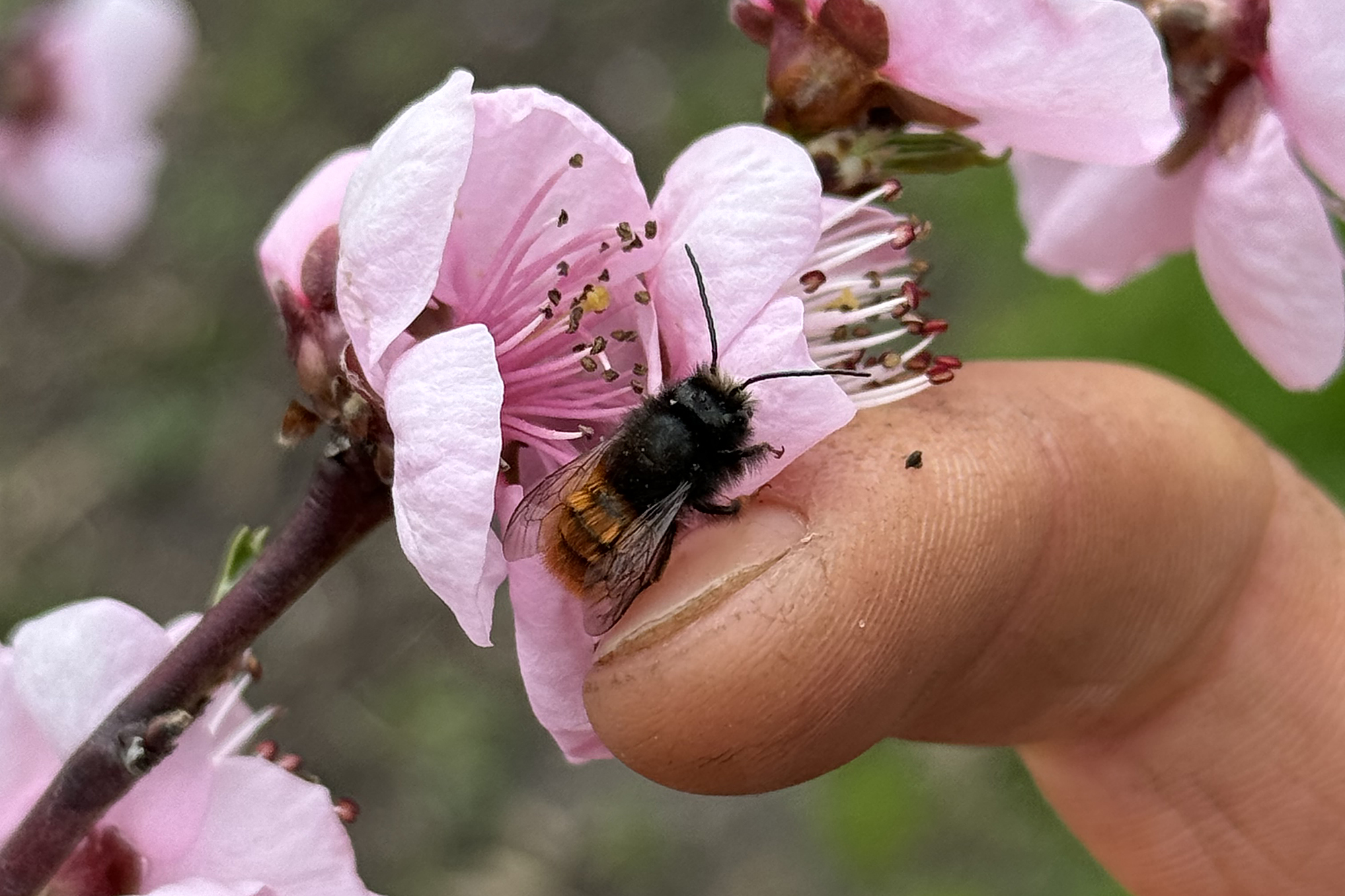 Die Mauerbienen besuchen die Pfirsichblüten und bestäuben sie fleißig
