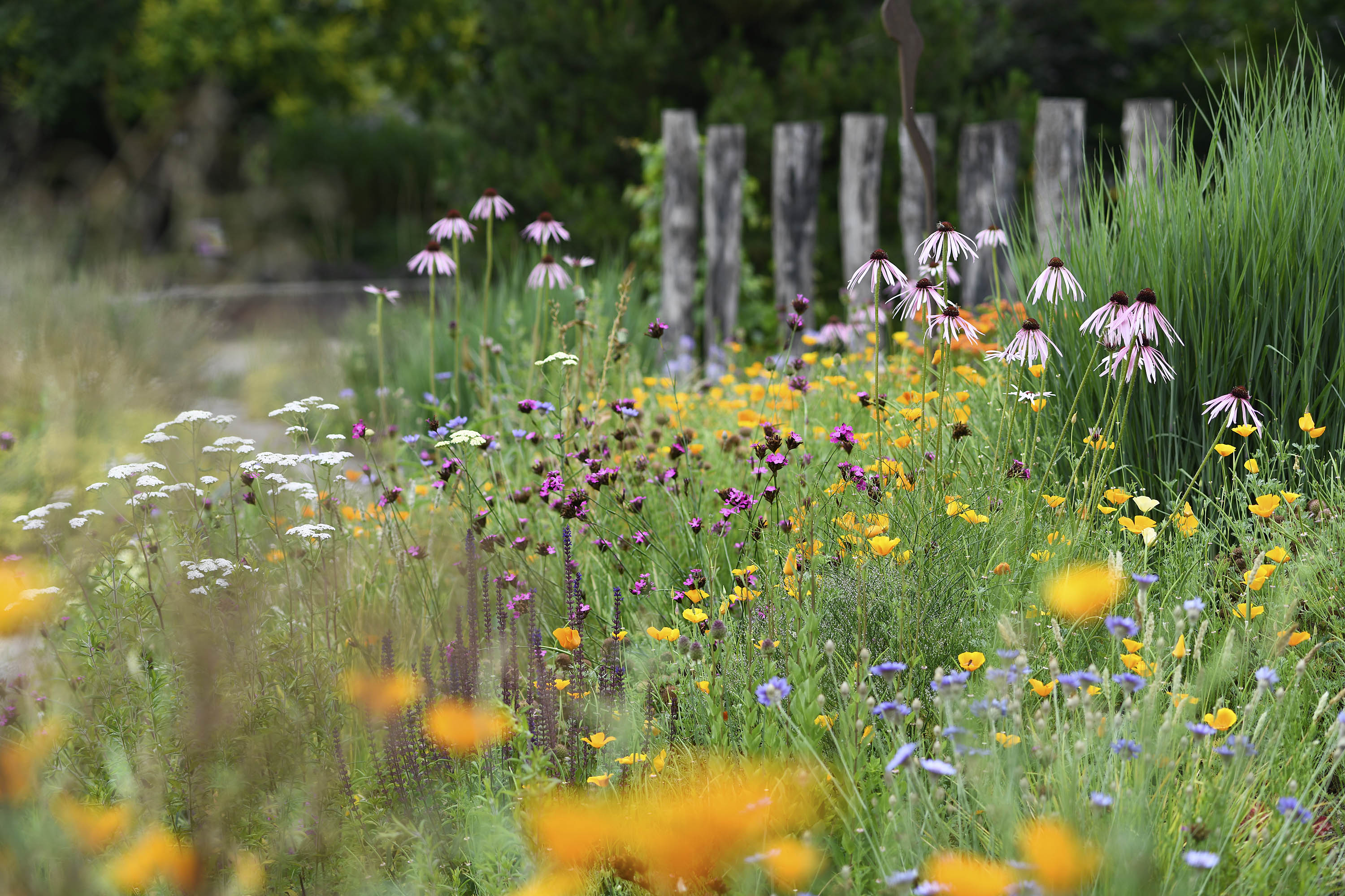 Echinacea pallida, Dianthus carthusianorum