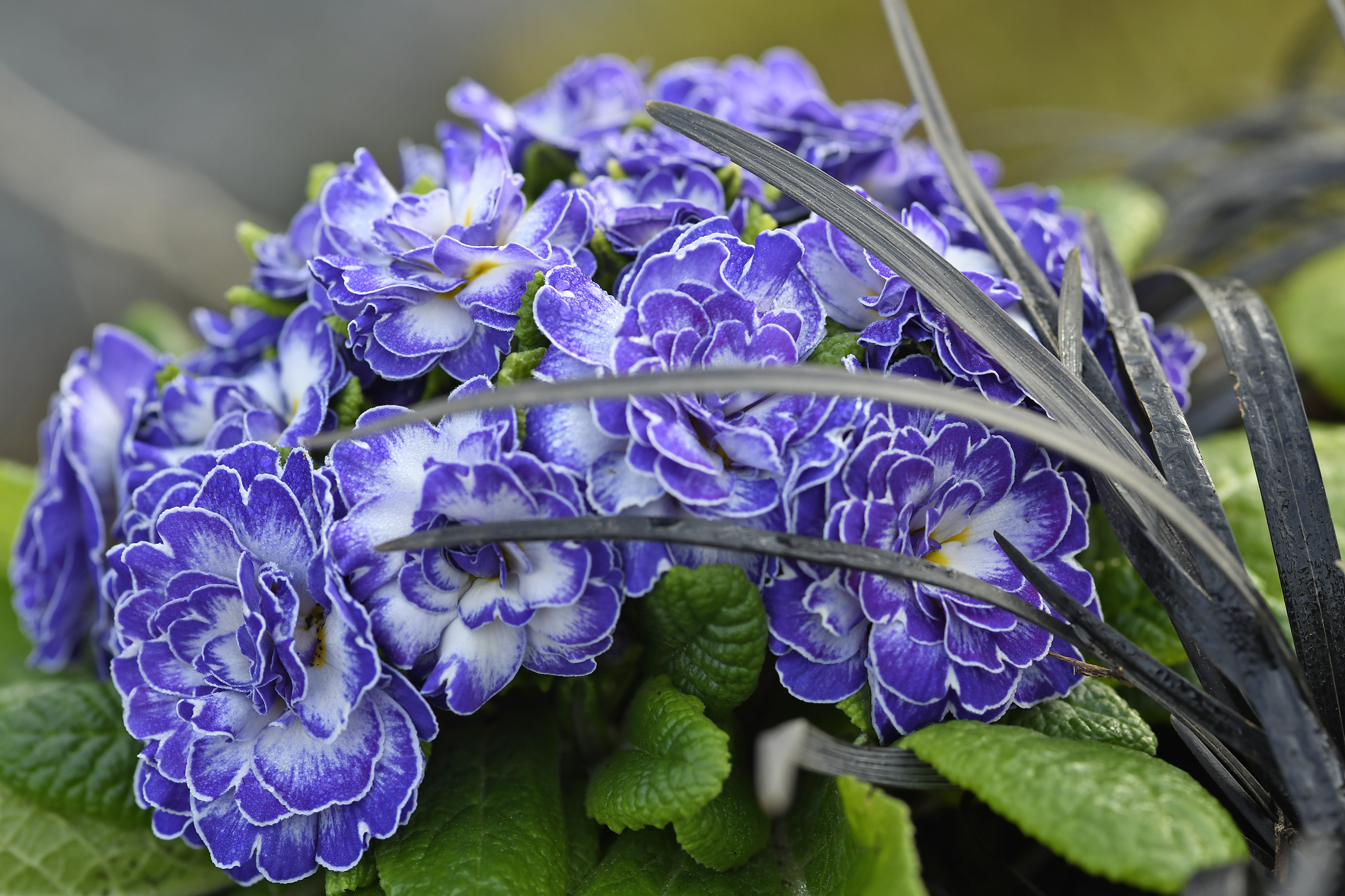 Primel Belarina Blue Ripples