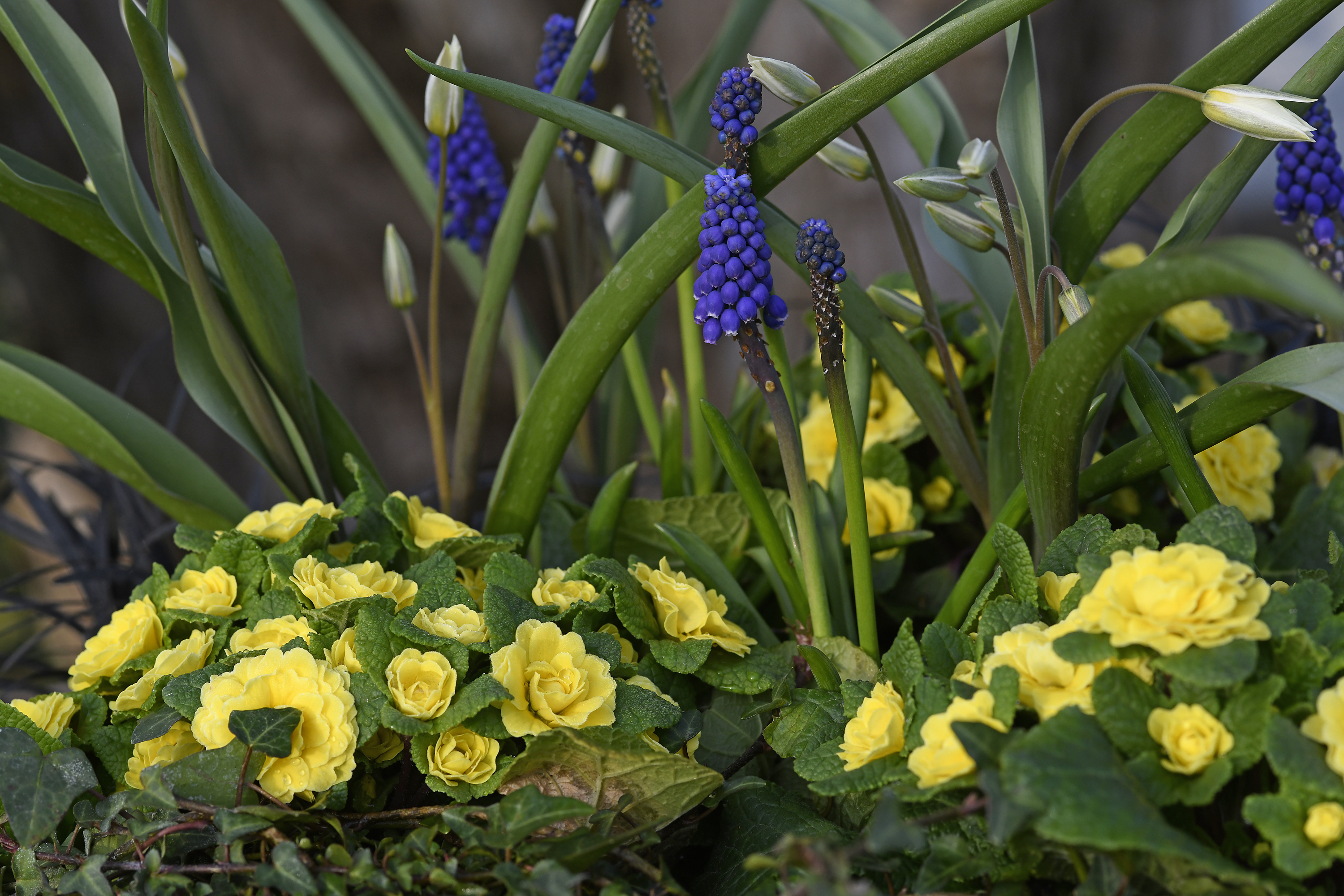 Primel Belarina Buttercup