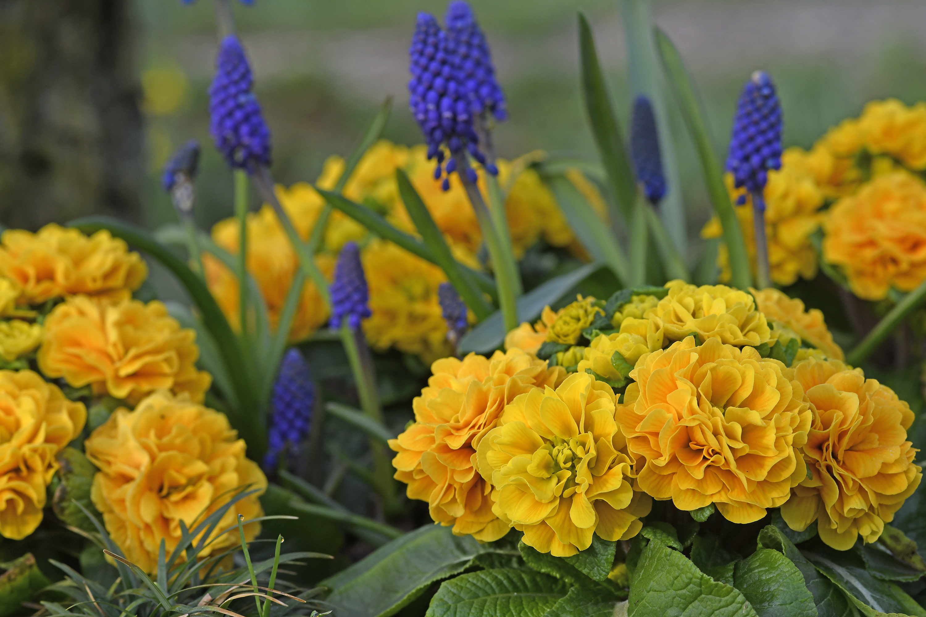 Primel Belarina Mandarin