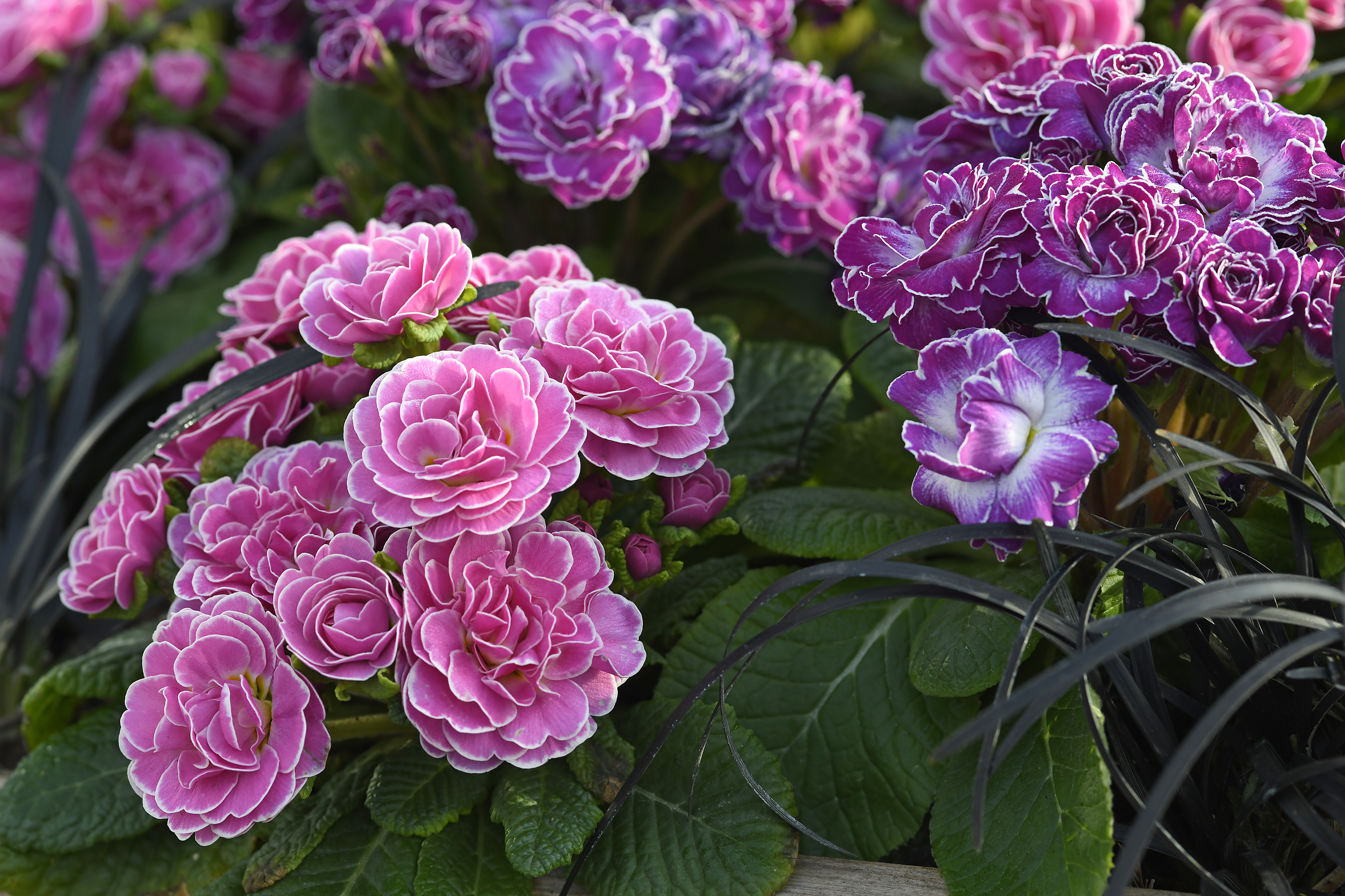 Primeln Belarina Candy Frost und Rosalina