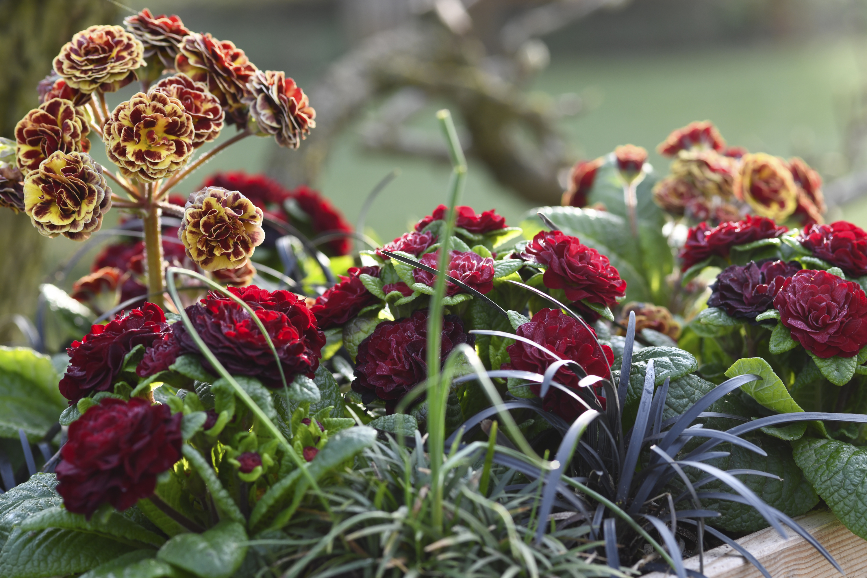 Primeln Belarina Valentine und Pollyanna Persian Weave 