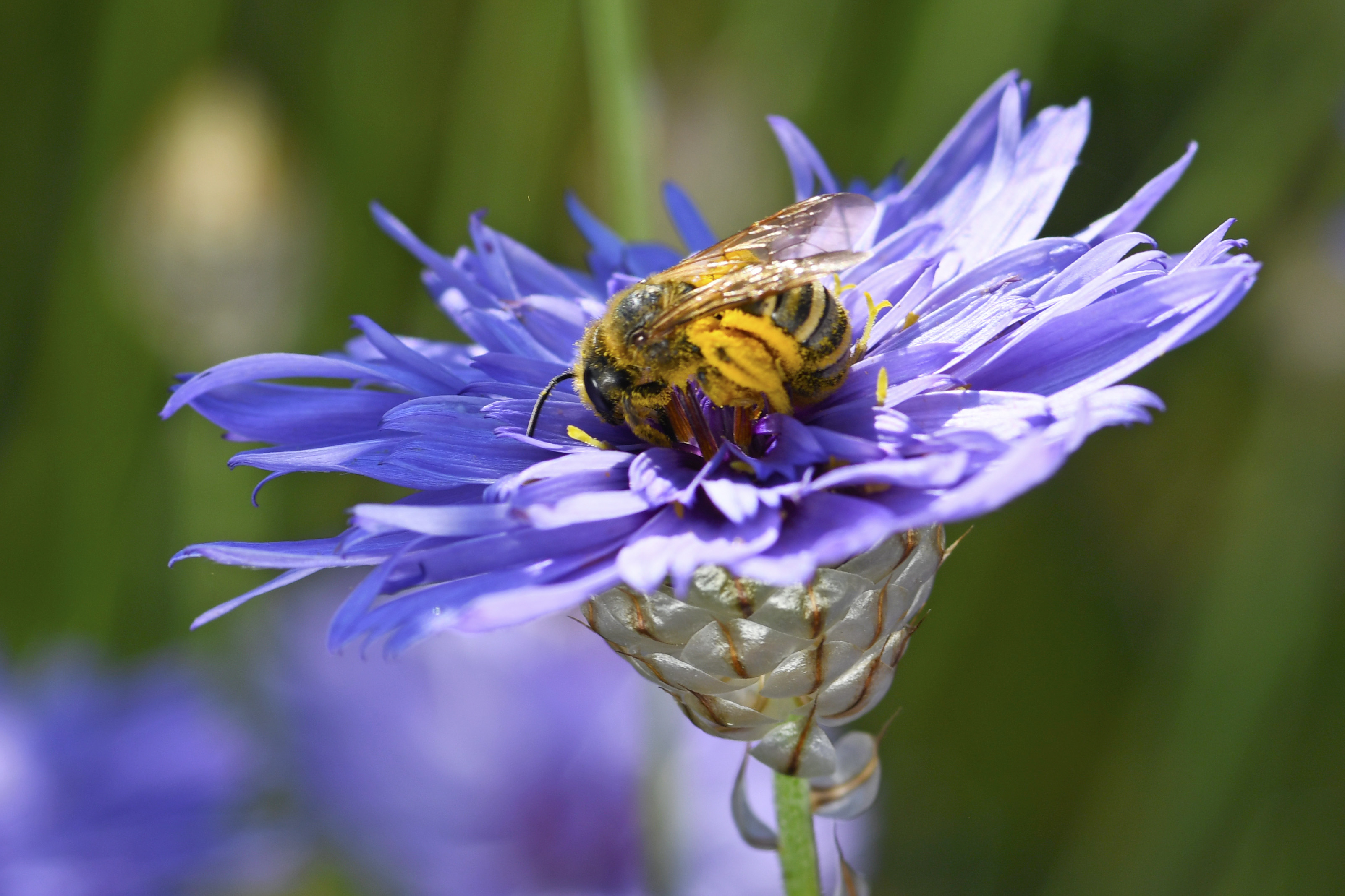 Rasselblume mit Besuch