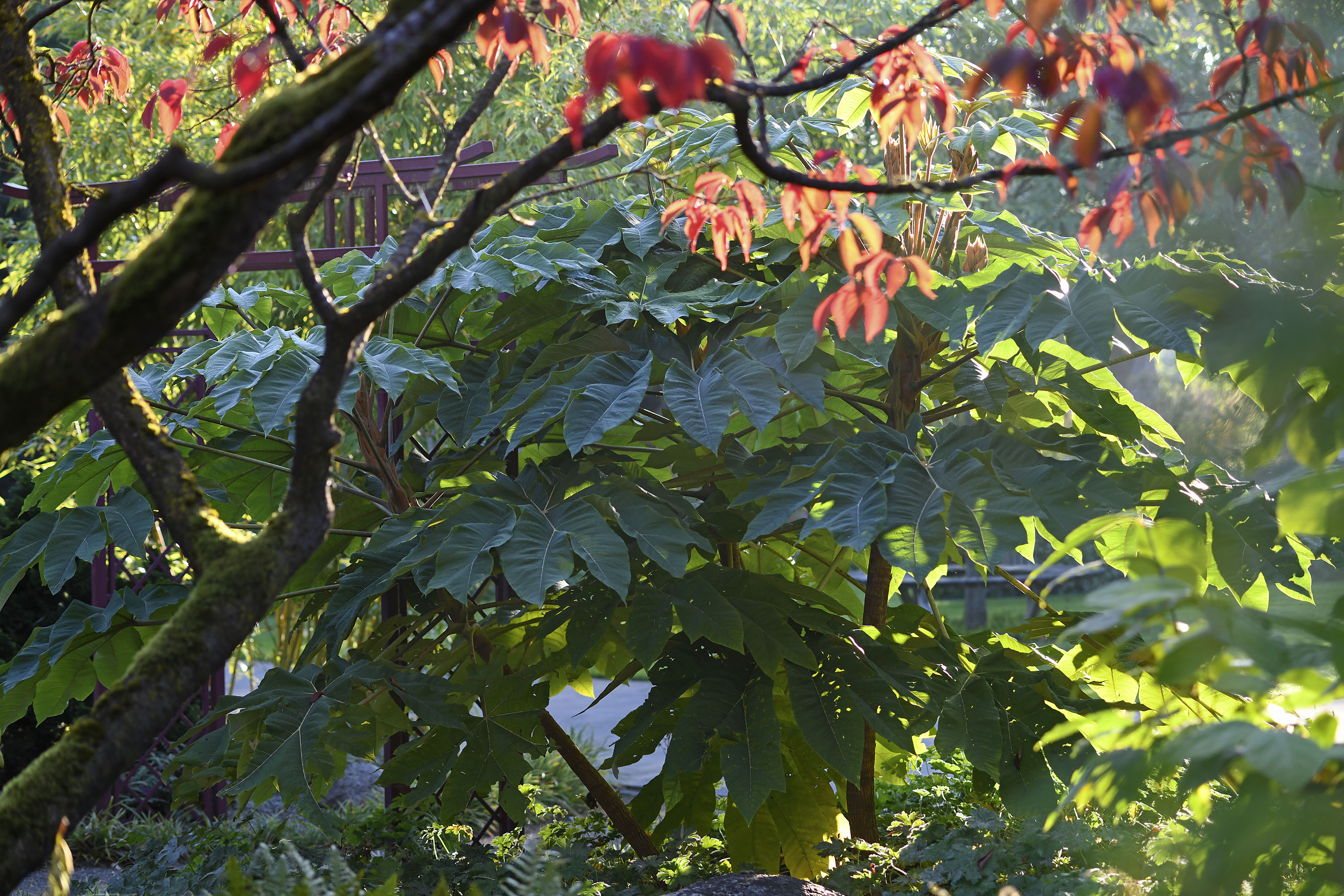 Einblick auf den prachtvollen Reispapierbaum