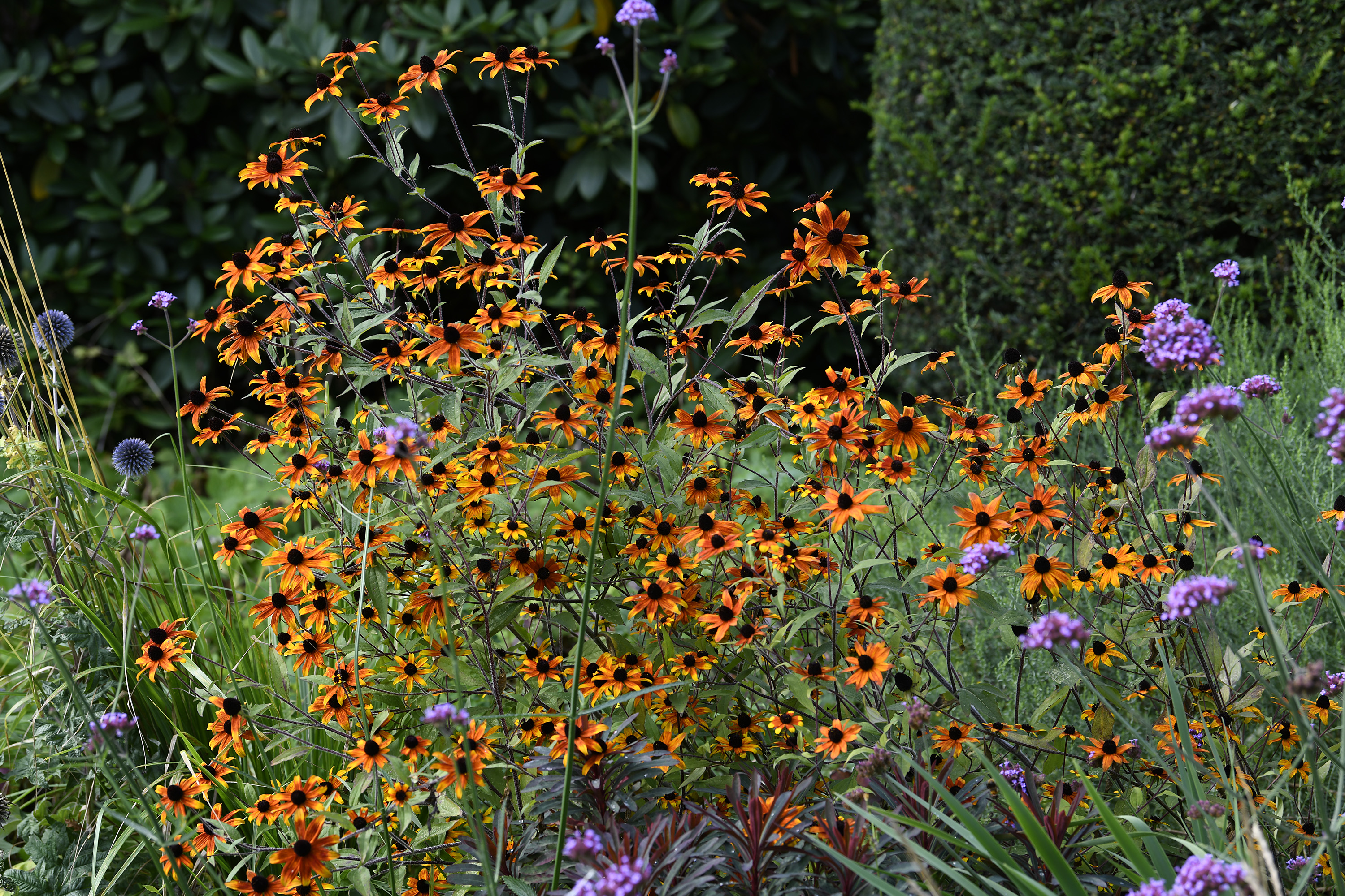 Rudbeckia triloba 'Prärie Glow'