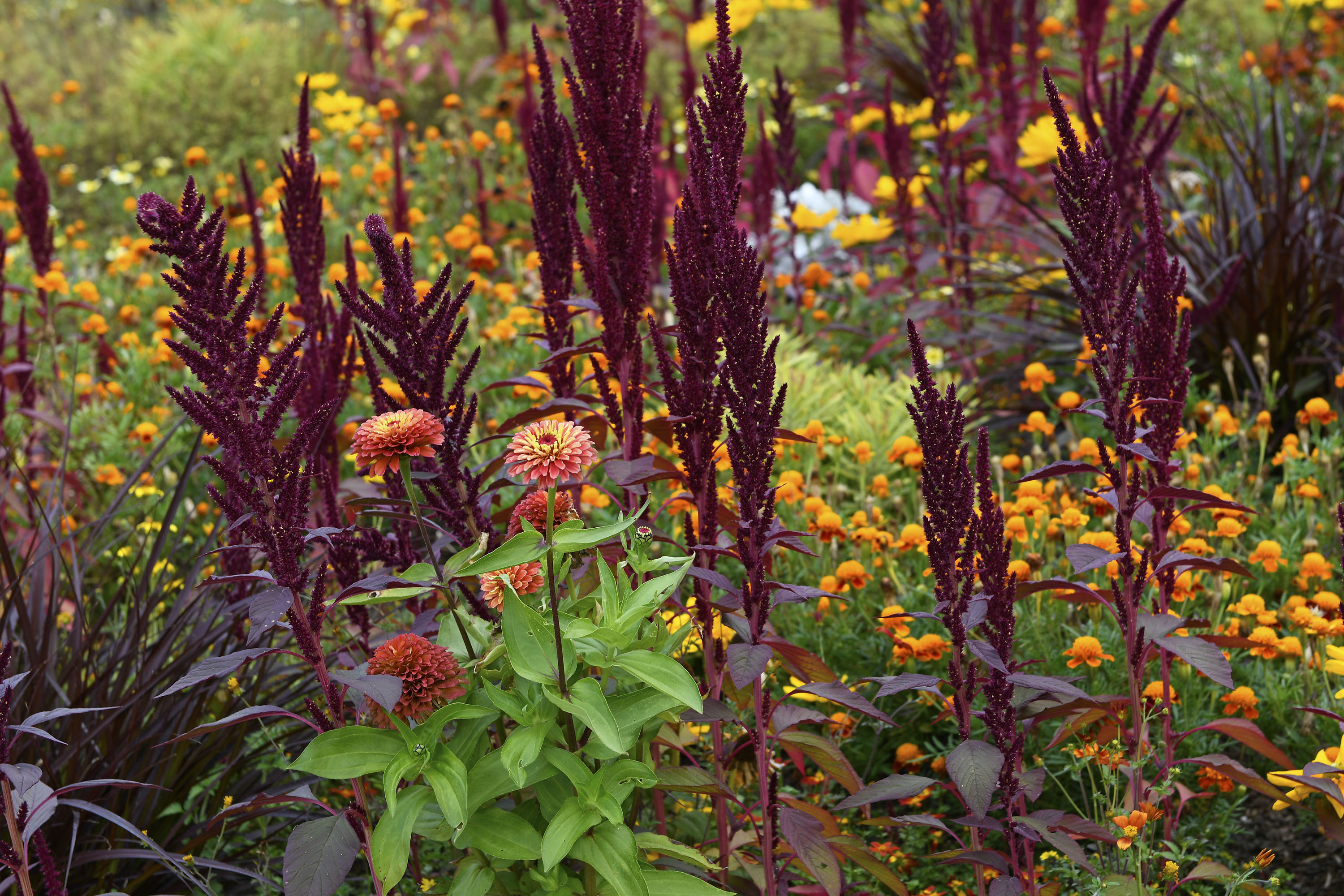 Zinnien und Amaranth