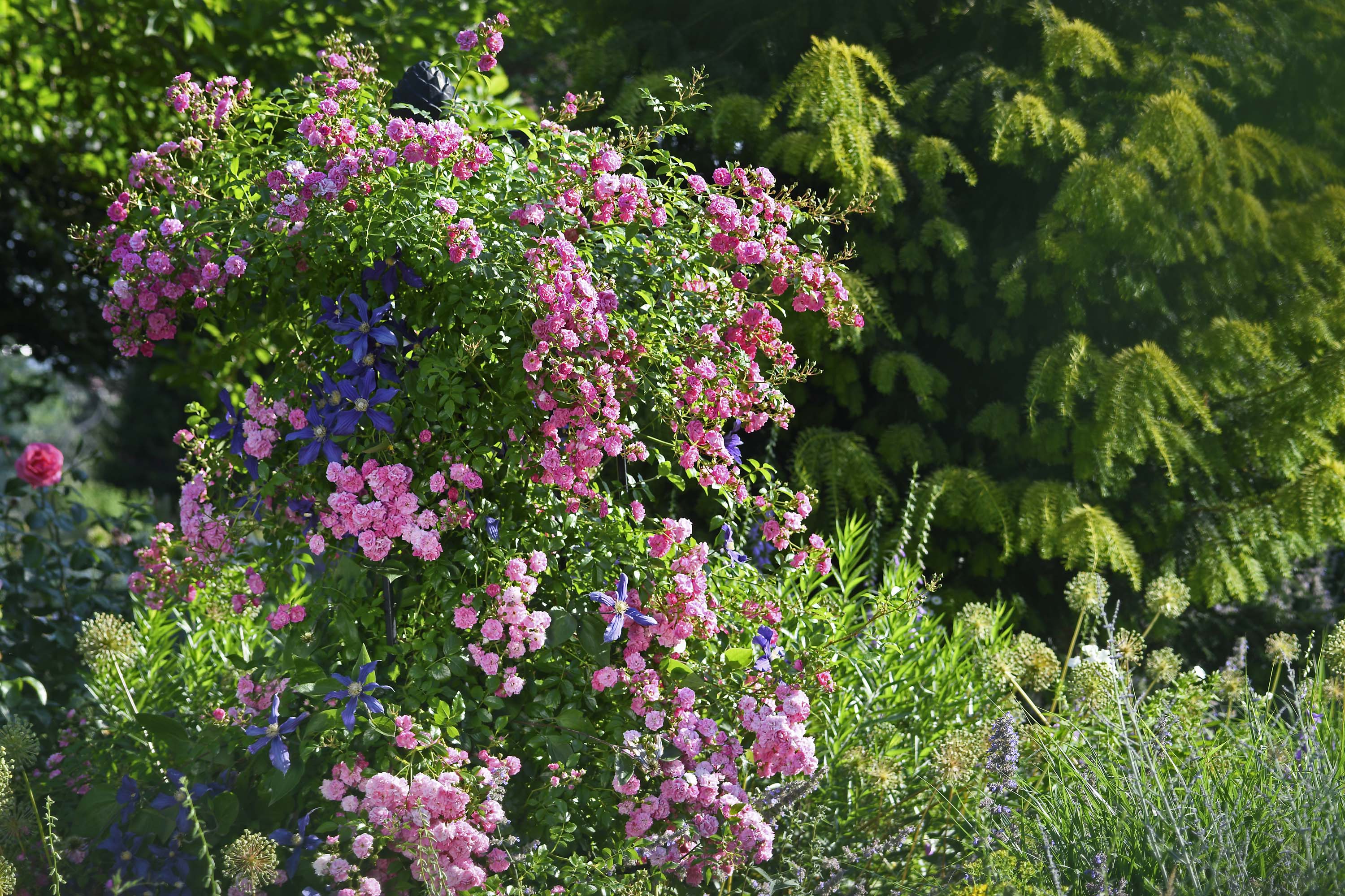 Rose 'Super Dorothy' mit Clematis 'Durandii'