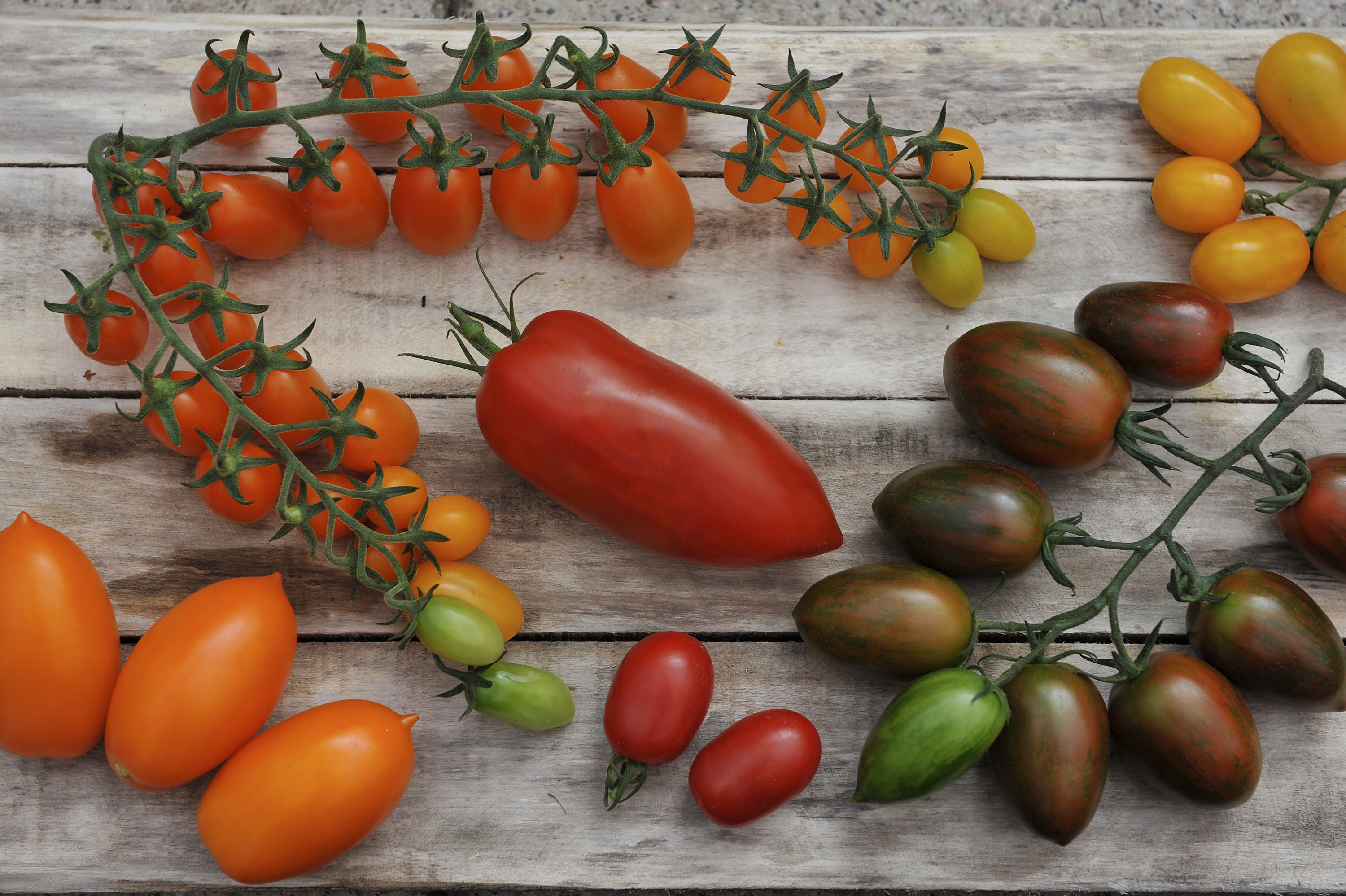 Tomatenausstellung am 31.08.