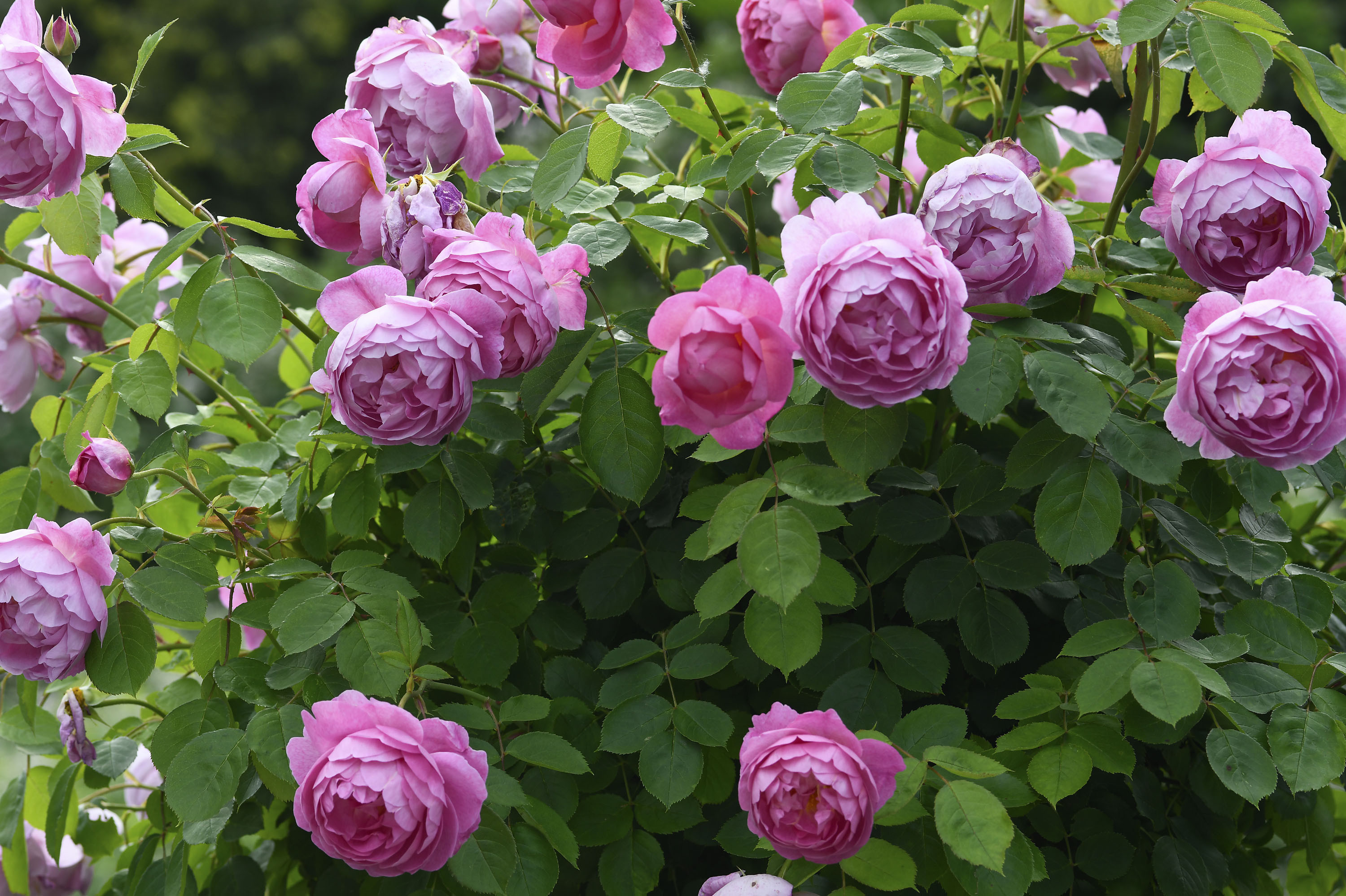 'Royal Jubilee'