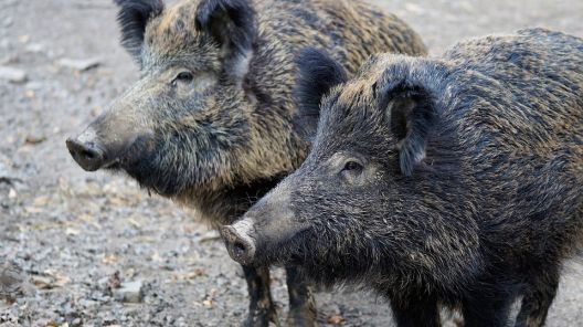 Wildschweine