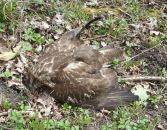 Foto Fundtier toter Greifvogel