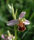 Foto heimische Orchidee