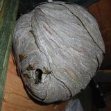 Nest der Sächsischen Wespe