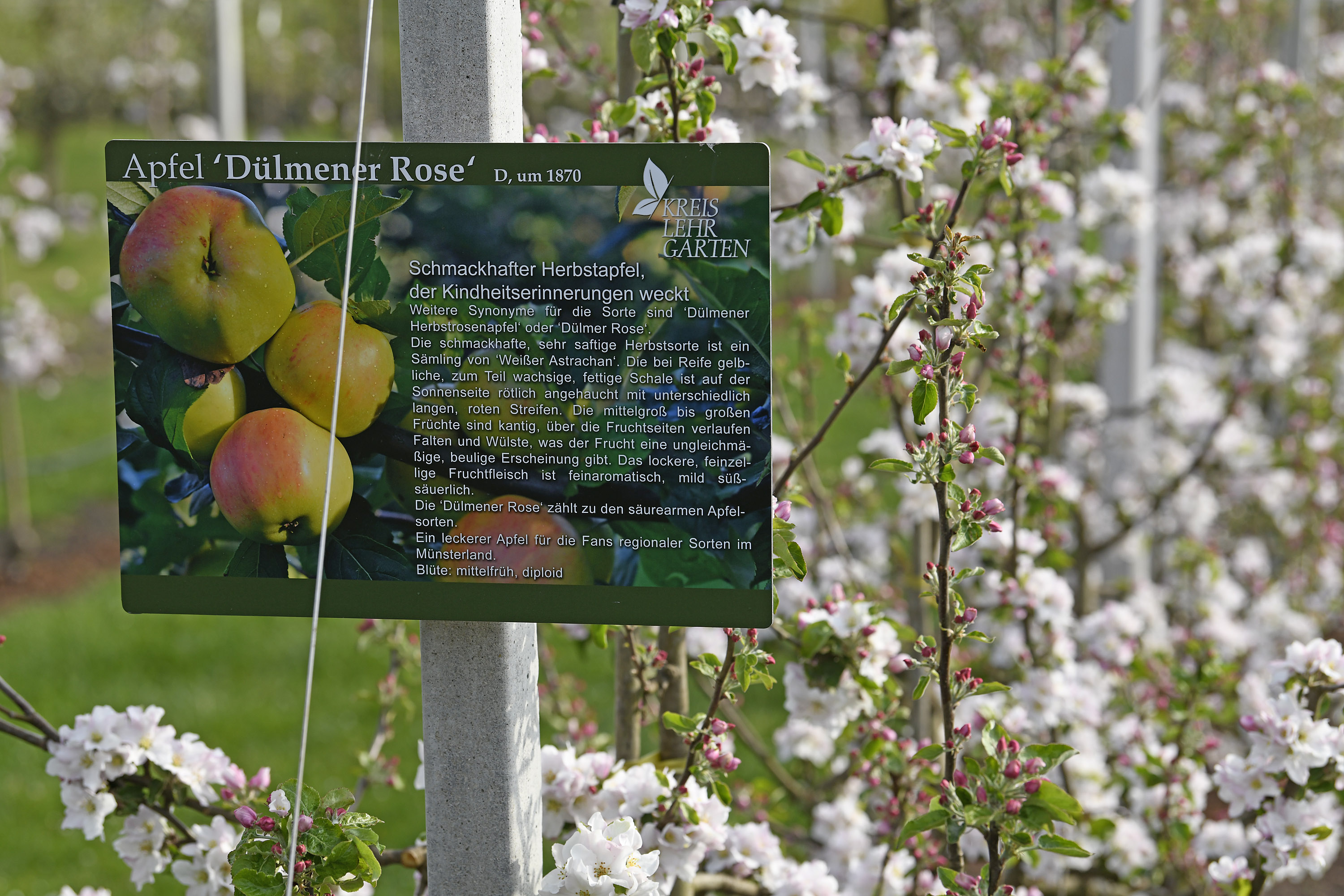 Im Obstgarten blühen die Apfelbäume um die Wette: ein beeindruckendes Meer an Blüten Im Obstgarten blühen die Apfelbäume um die Wette: ein beeindruckendes Meer an Blüten