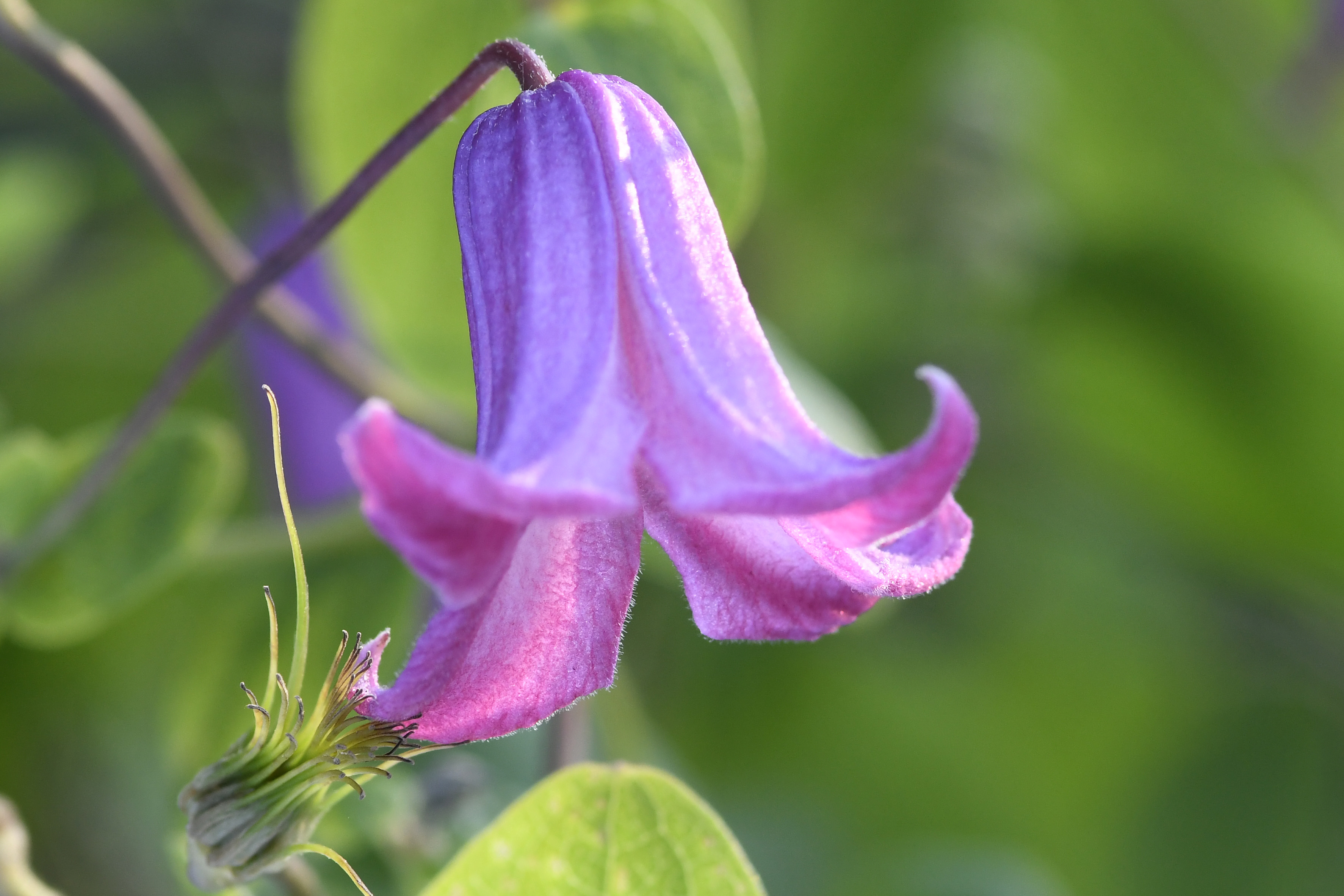 Krugblütige Waldrebe: Clematis viorna 'Odoriba' Krugblütige Waldrebe: Clematis viorna 'Odoriba'