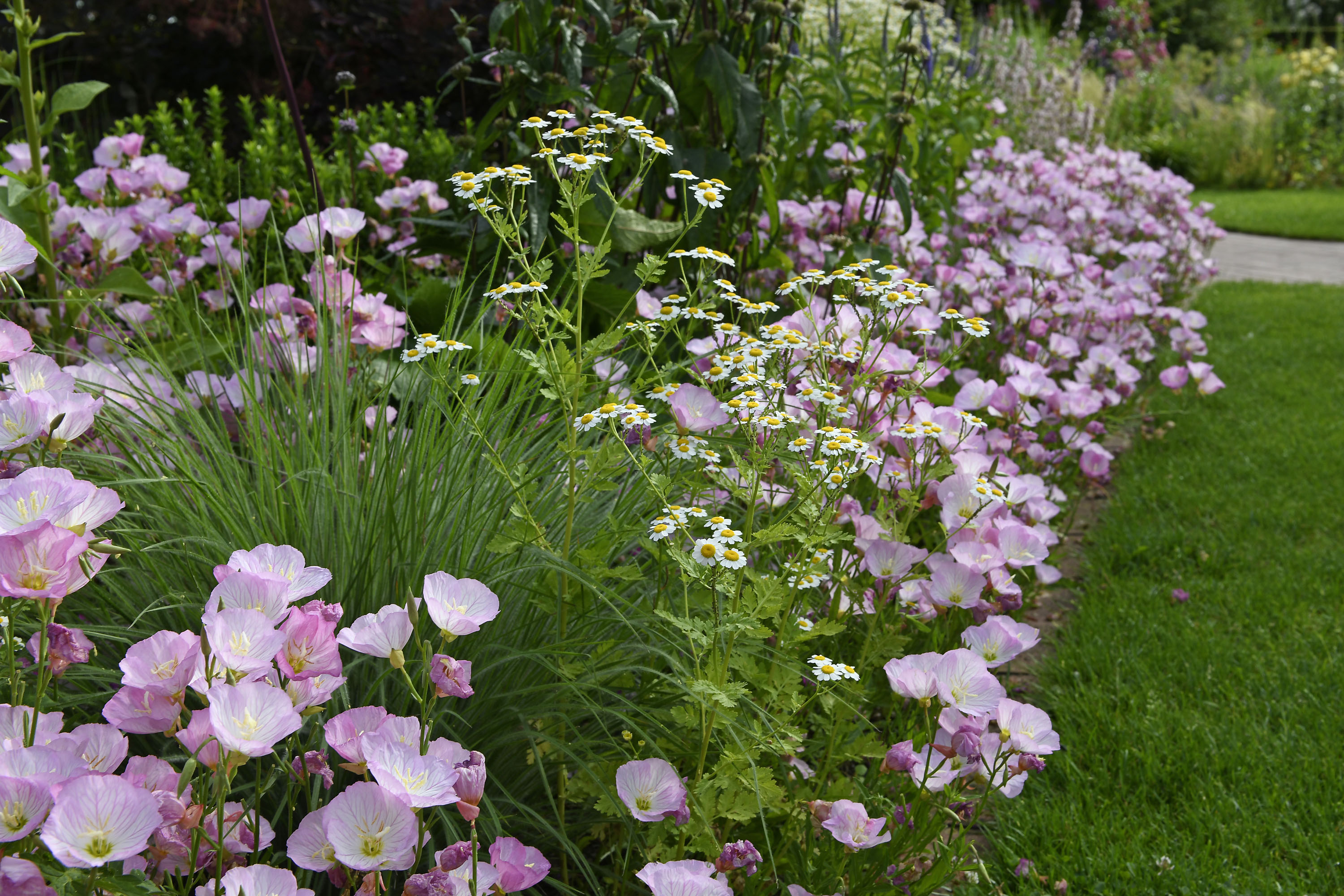 Oenothera 'Siskiyou' Oenothera 'Siskiyou'