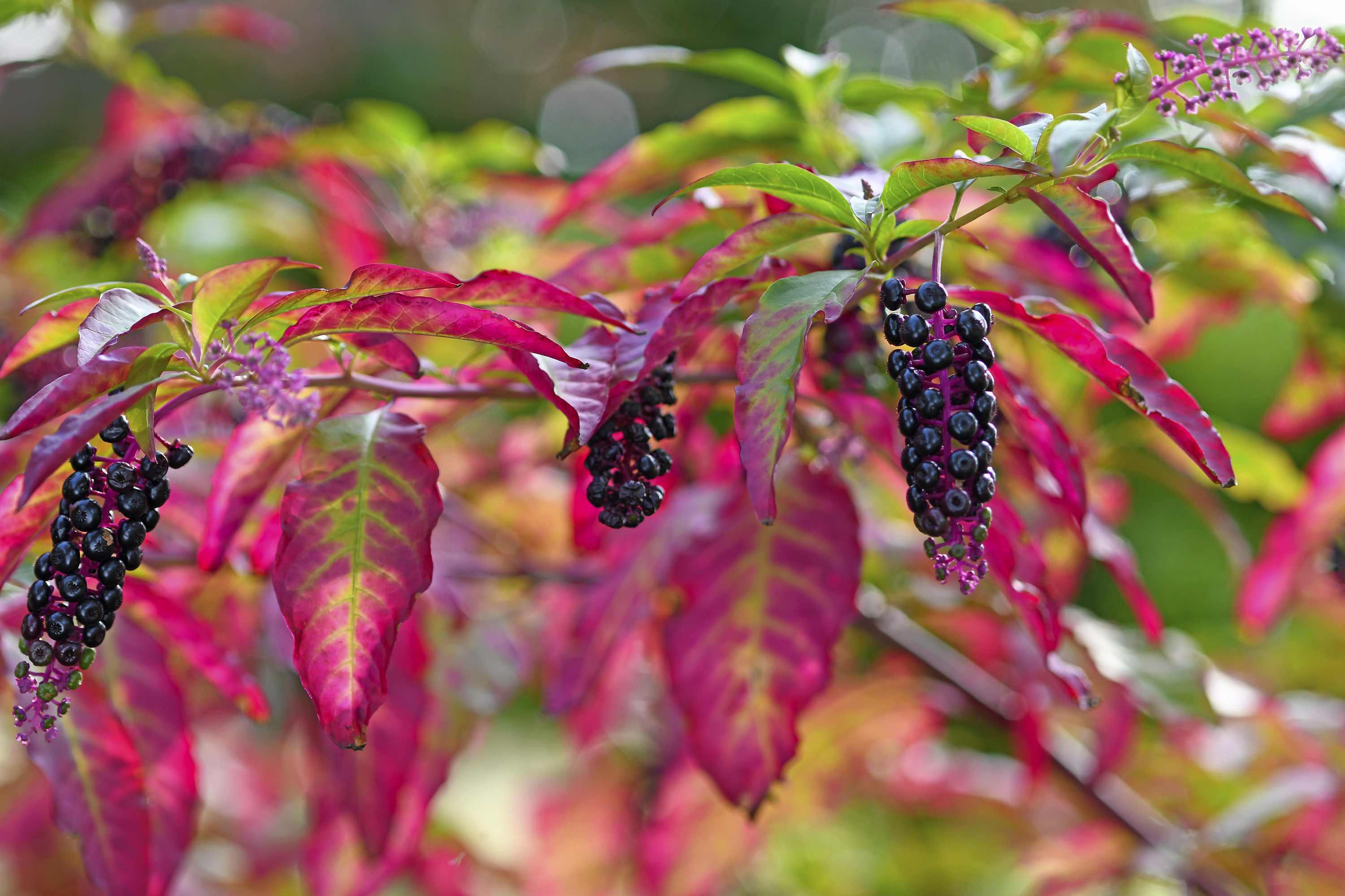 Phytolacca Phytolacca