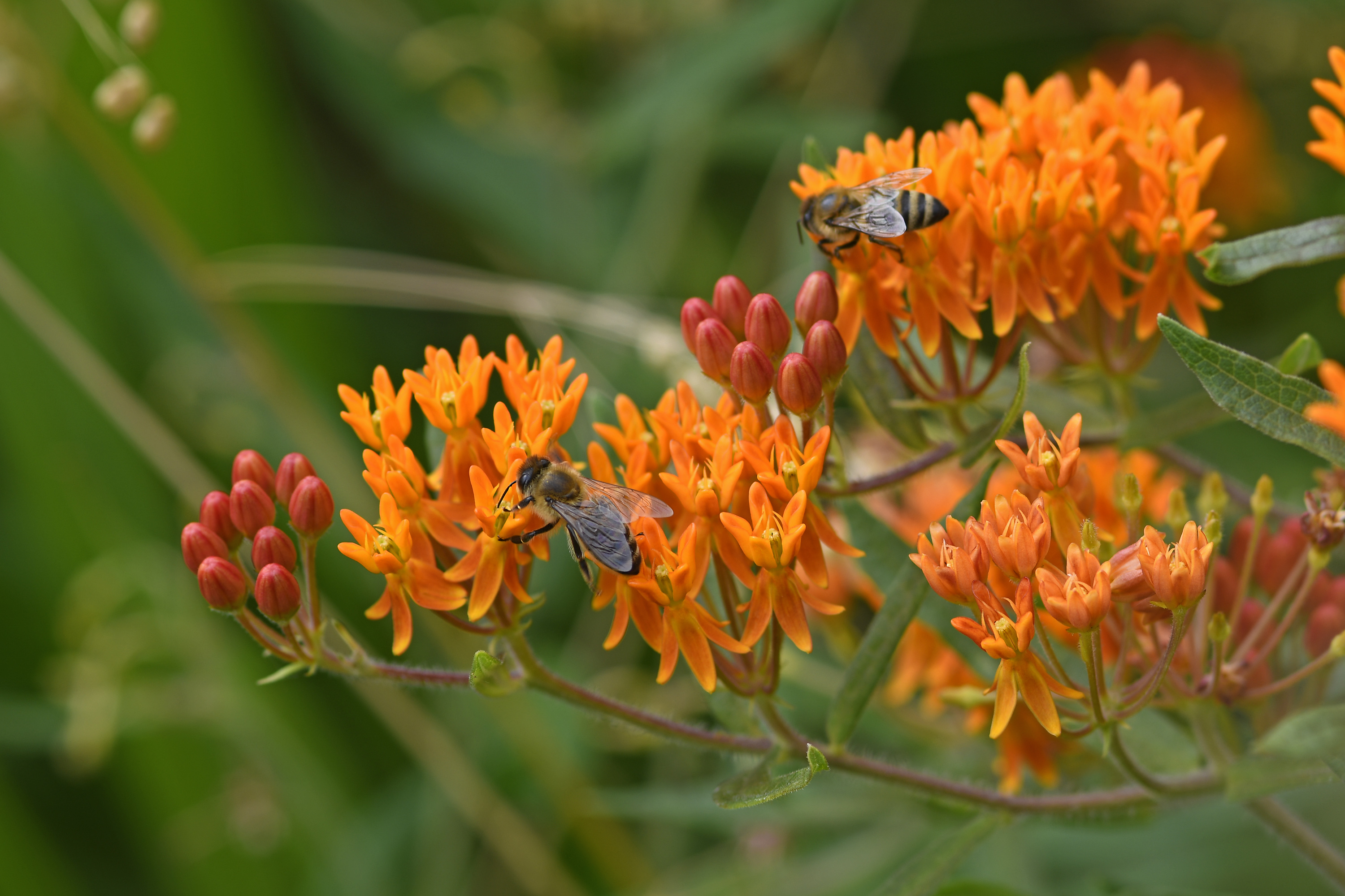 Die Seidenblume lockt viele Insekten an Die Seidenblume lockt viele Insekten an
