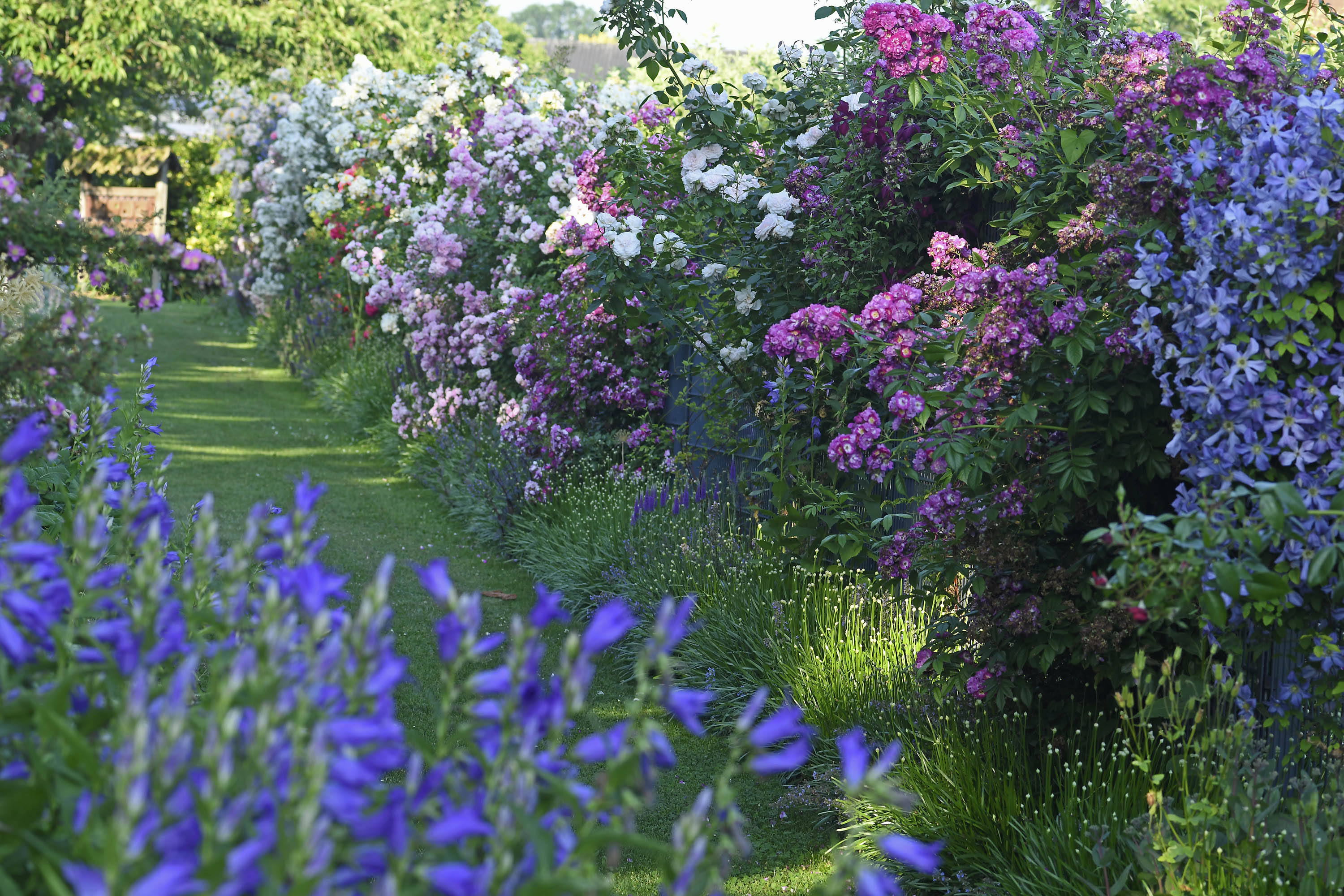 Kletterrosen am Zaun zum Obstgarten Kletterrosen am Zaun zum Obstgarten